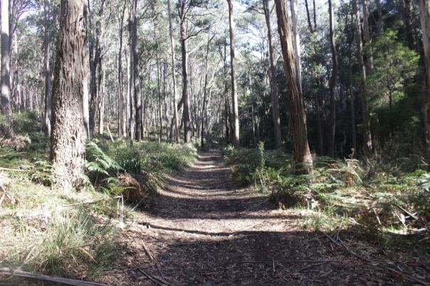 A walking track in the forest 