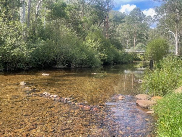 A wide shallow stony river in the sun surrounded by forest