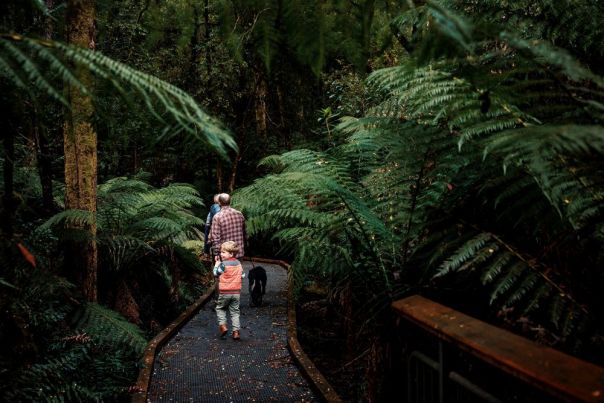 A family walking along a boardwalk in the forest.
