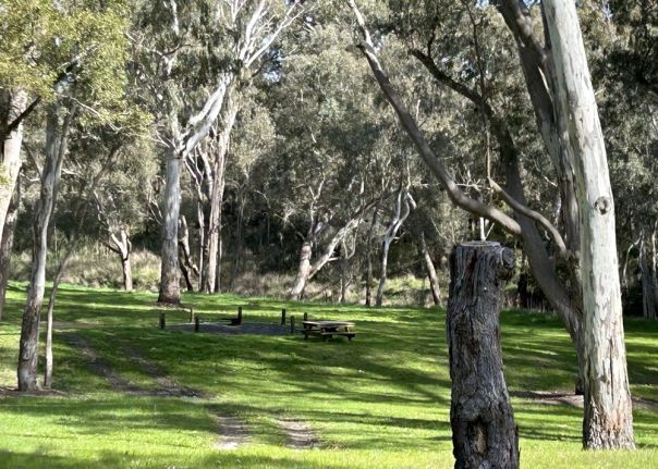 A forest campground with tall trees and a wooden picnic table