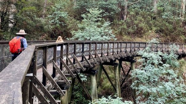 Wooden trestle bridge surrounded by forest