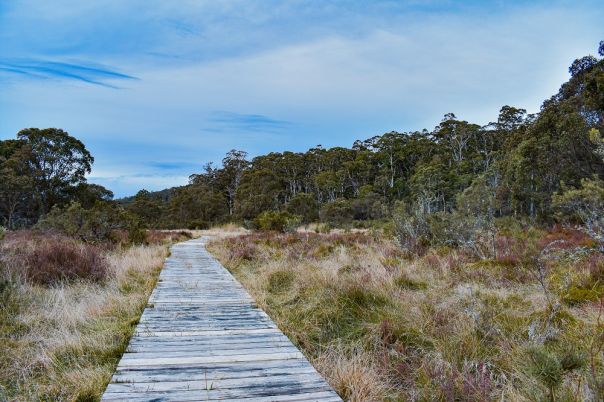 Boardwalk surrounded by grass and forested hills