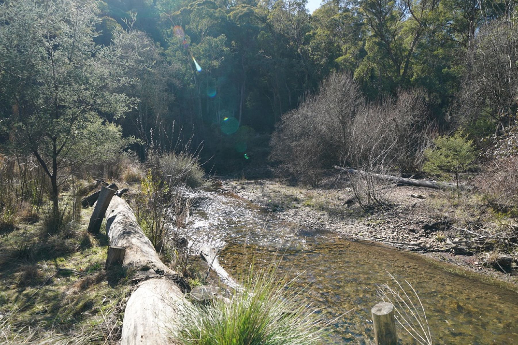 A creek surrounded by trees