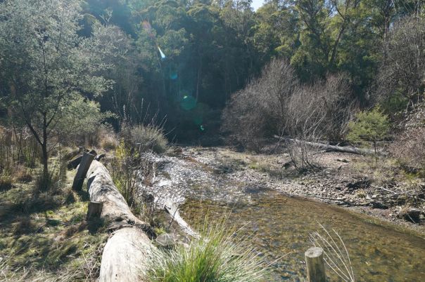 A creek surrounded by trees
