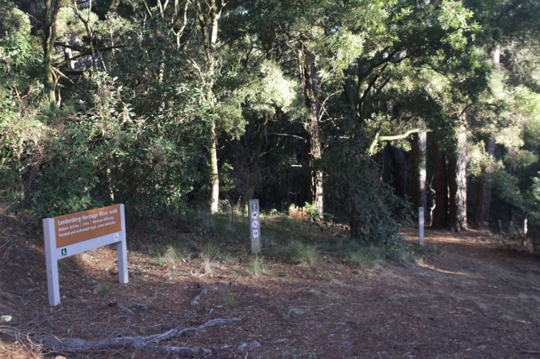 A walking track in the forest. 