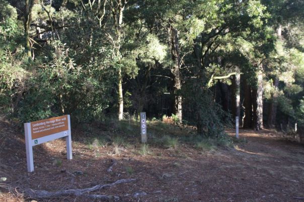 A walking track in the forest. 