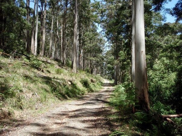 A dirt road through tall forest