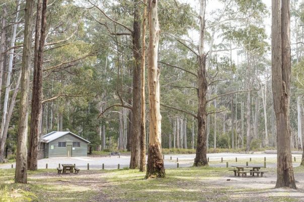 A picnic table and hut surrounded by tall trees in the forest.