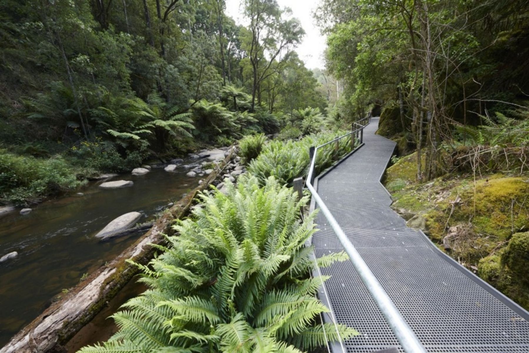 A steel boardwalk beside a flowing river in t he forest.