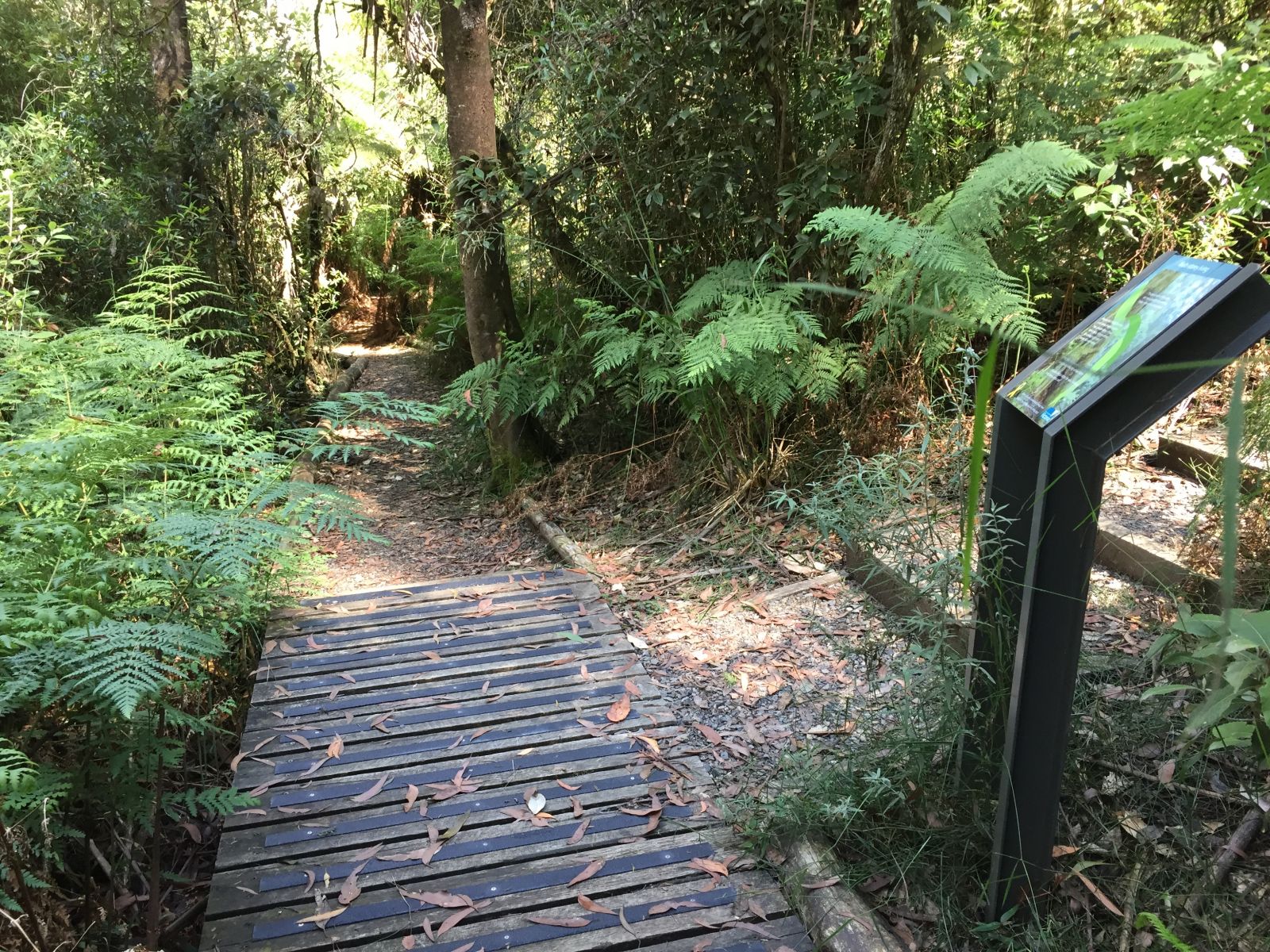 Walkway on the Kalatha Giant Tree Walk