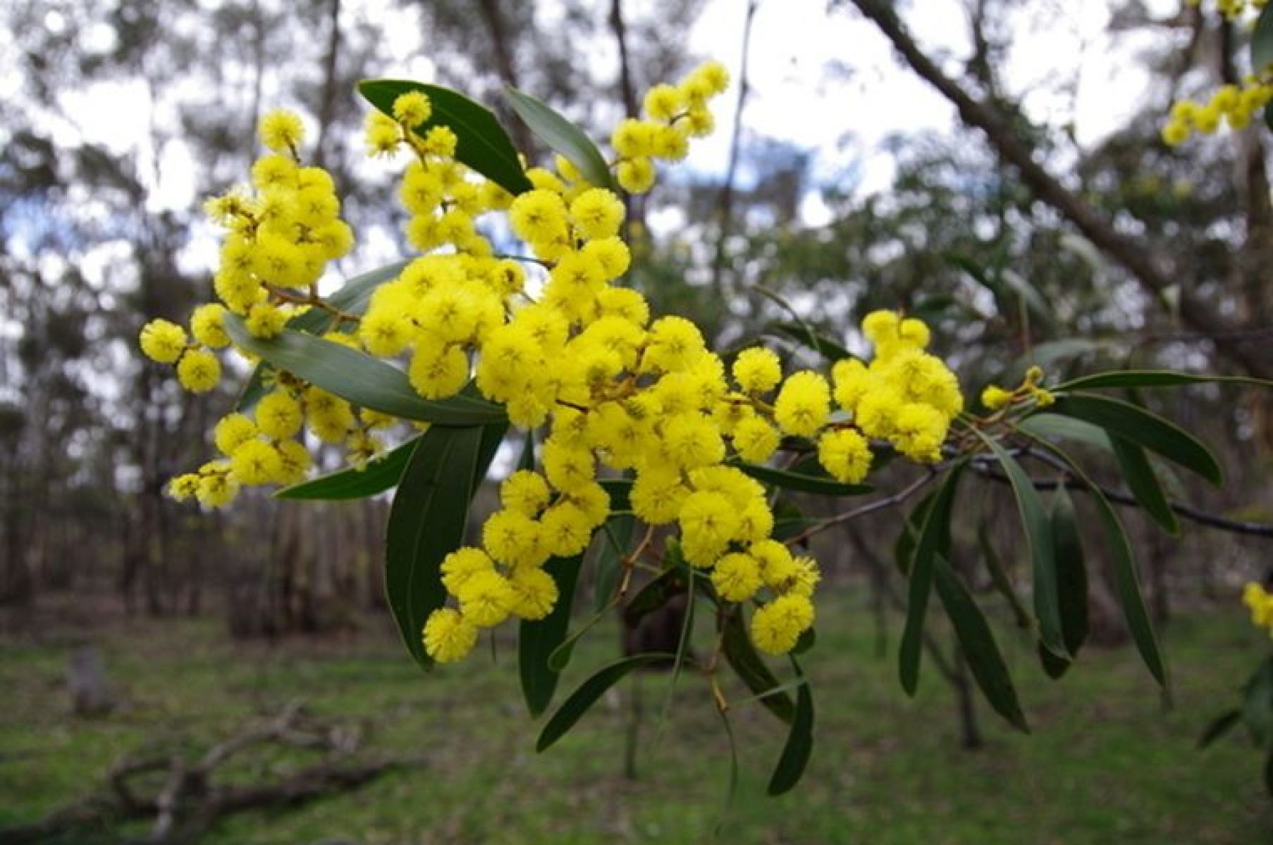 Yellow wattle flowers hanging off a tree