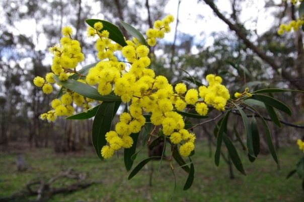 Yellow wattle flowers hanging off a tree