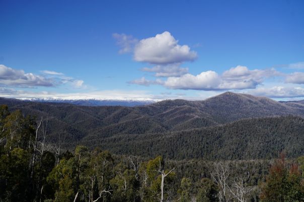 Views across forest to snow capped mountains