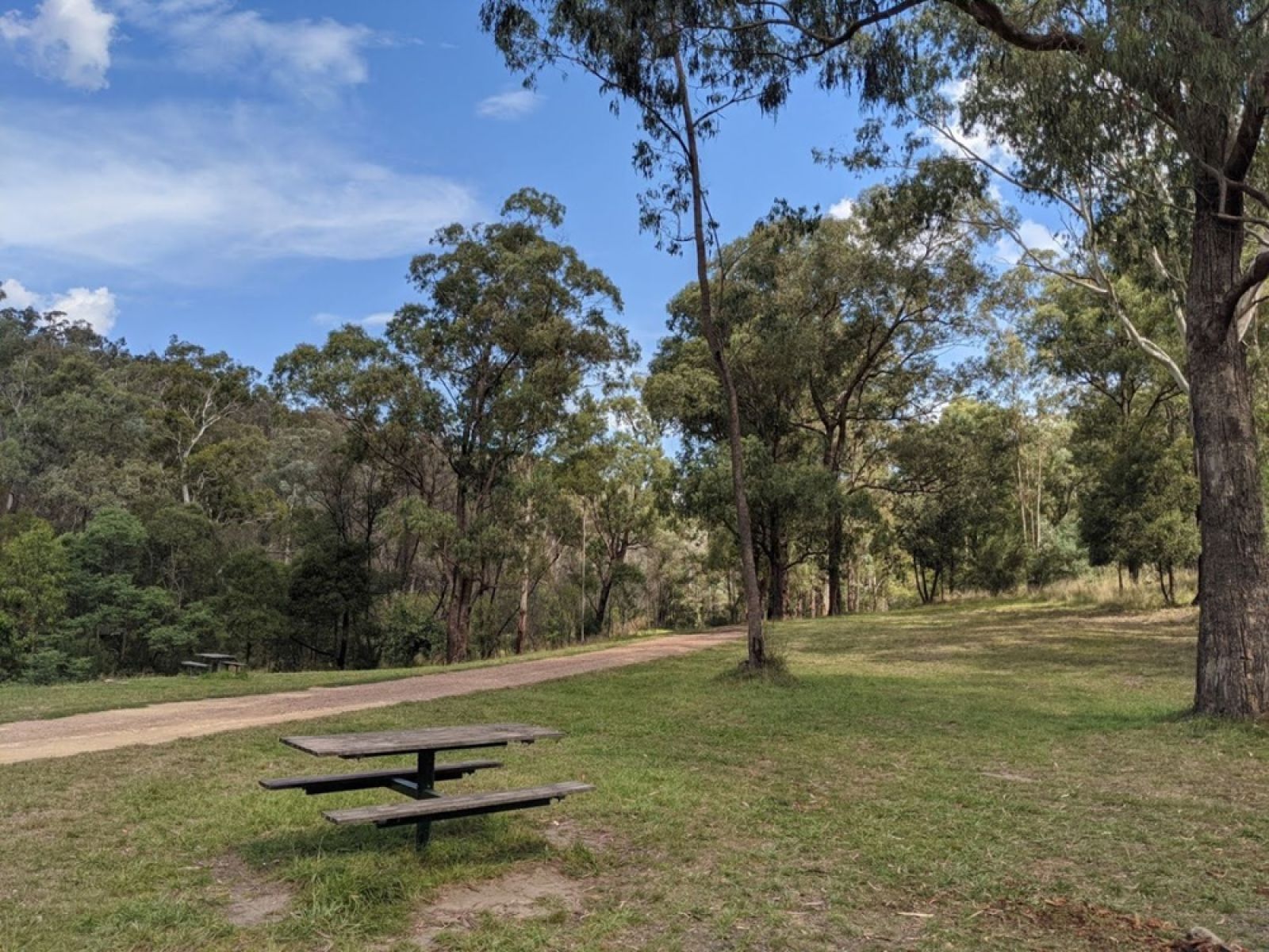 A grassy campground featuring a picnic table overlooking the forest