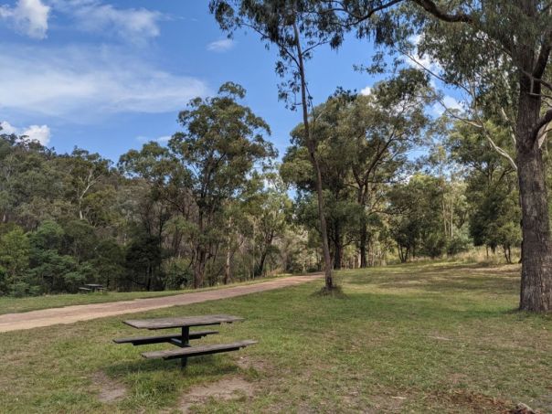 A grassy campground featuring a picnic table overlooking the forest