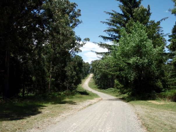 A road through forest with a gentle incline in the distance