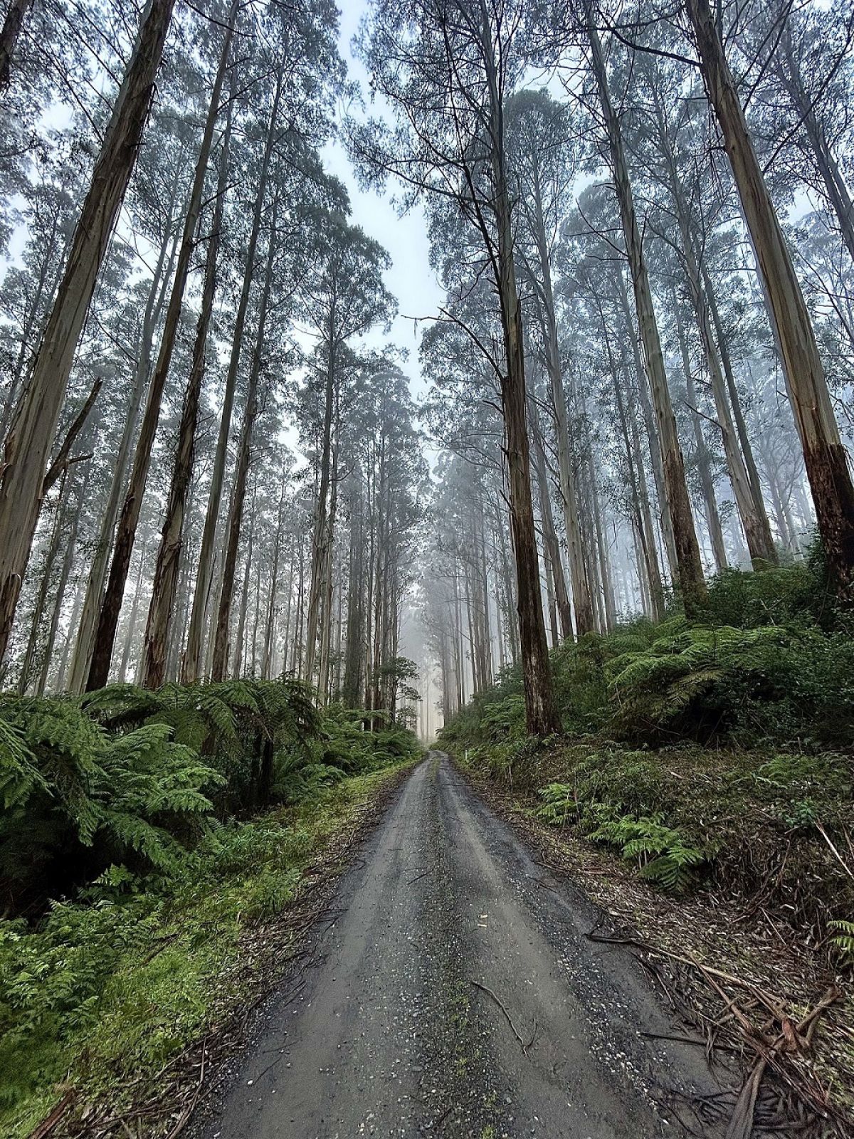 A gravel road leading through a forest. 