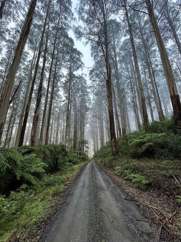 A gravel road leading through a forest.