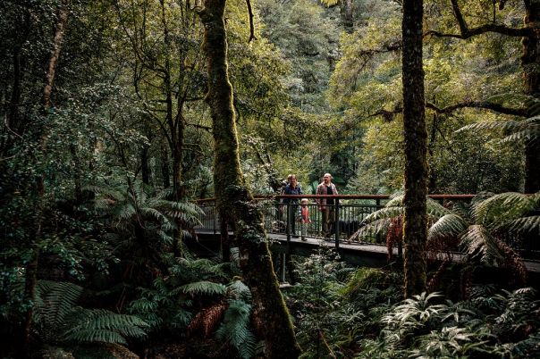A family walking on a boardwalk in the forest.