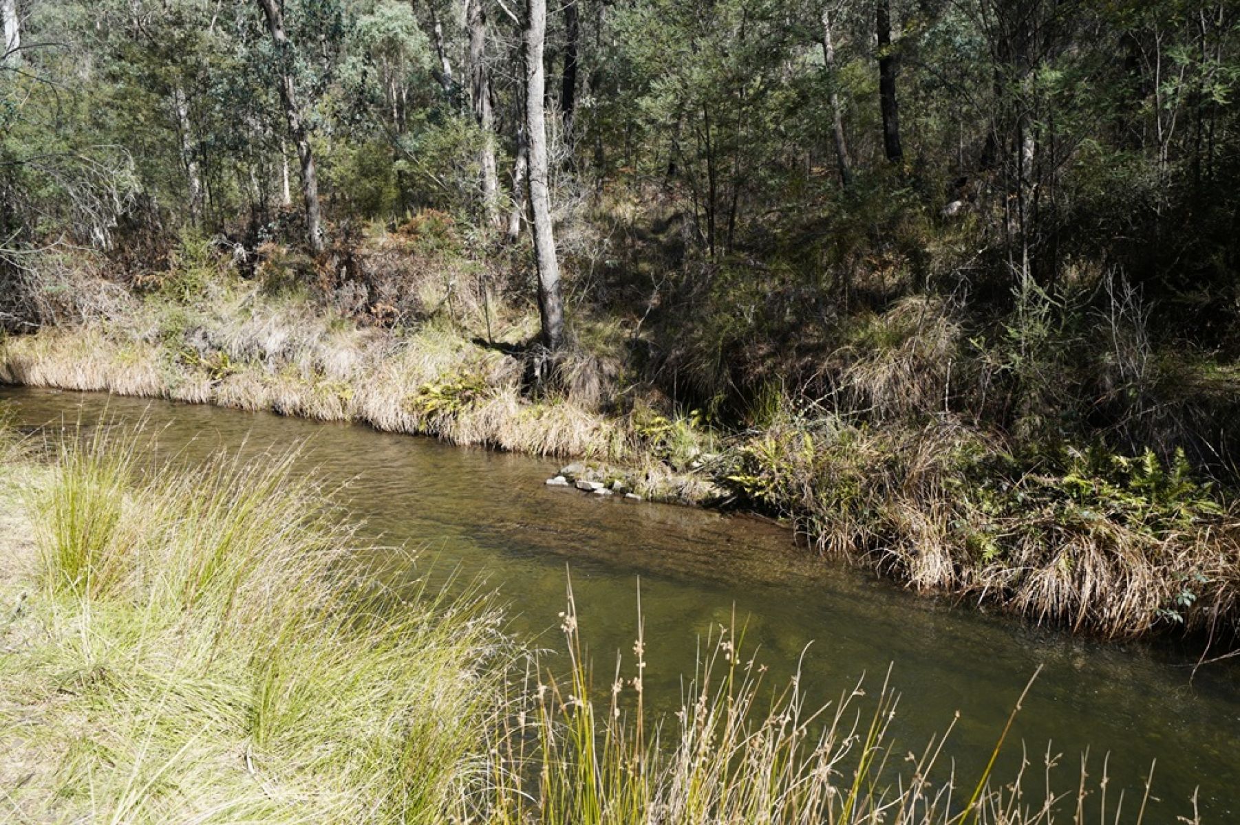 Creek surrounded by forest