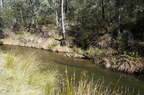 Creek surrounded by forest