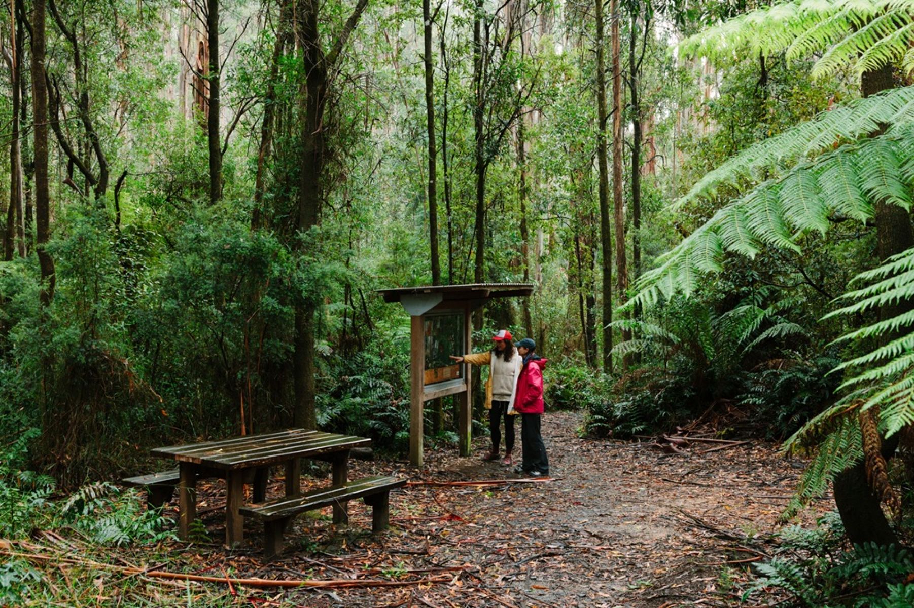 Two people in the forest looking at an information board.