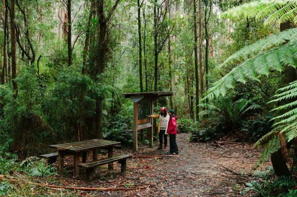 Two people in the forest looking at an information board.