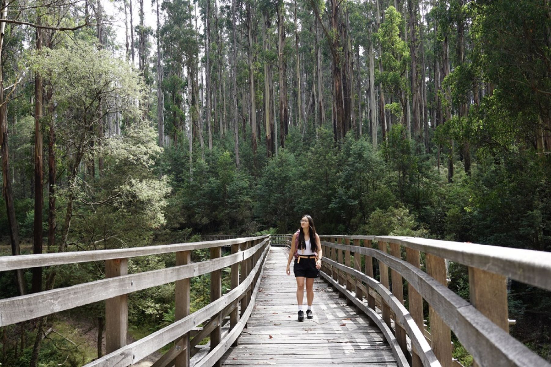 A person walking across a heritage trestle bridge in the forest. 