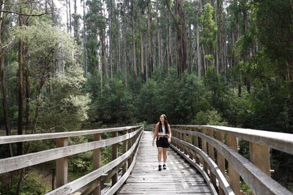 A person walking across a heritage trestle bridge in the forest. 