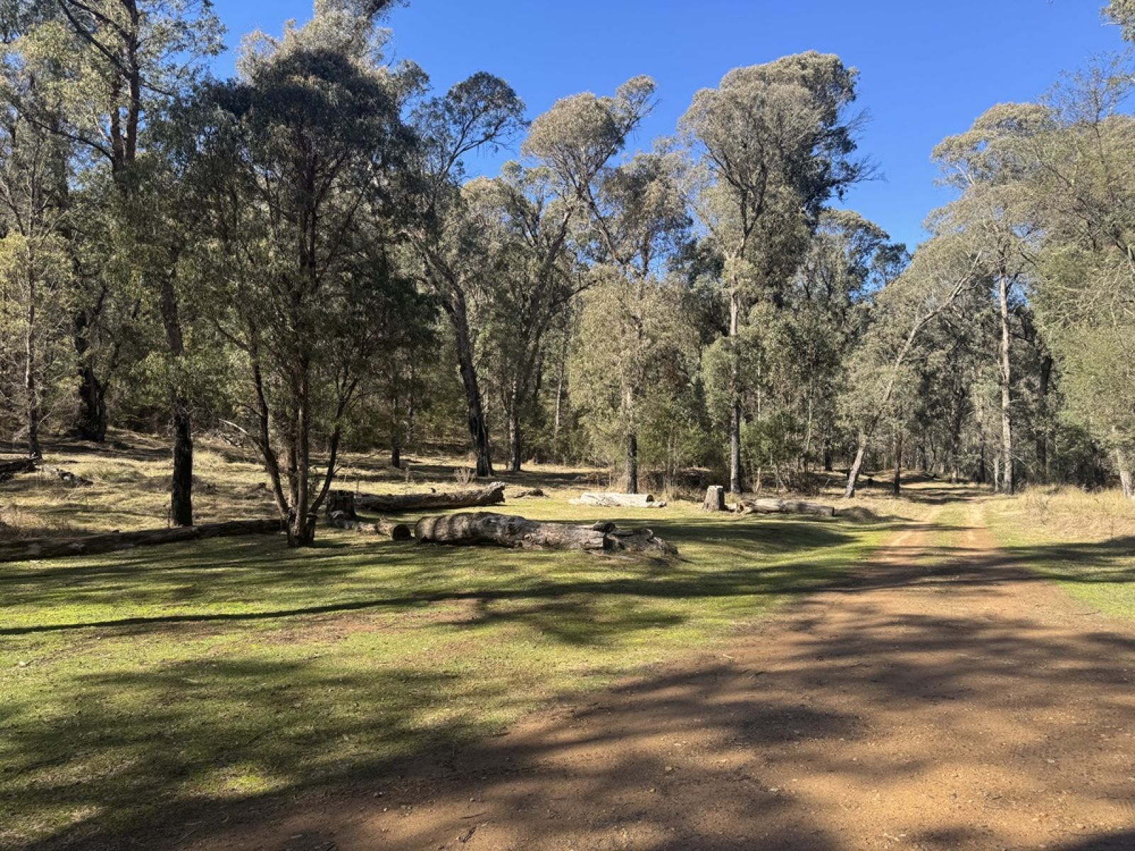 Grassy open clearing