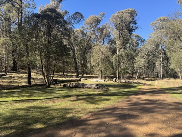 Grassy open clearing