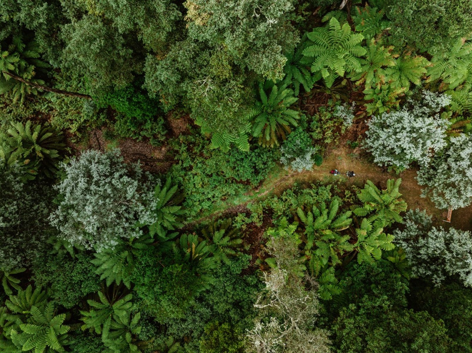 An aerial view of two people walking along a walking track in the forest. 