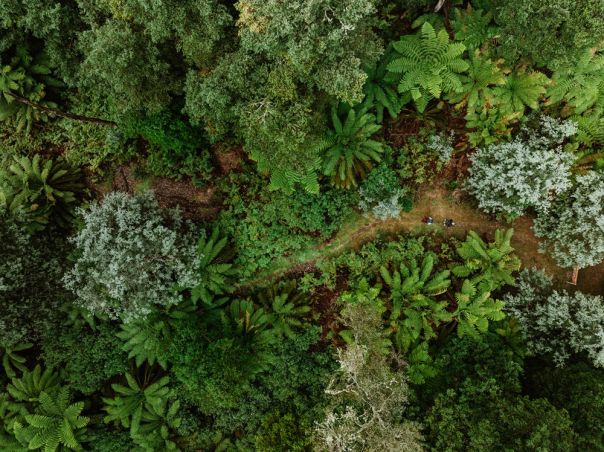 An aerial view of two people walking along a walking track in the forest. 