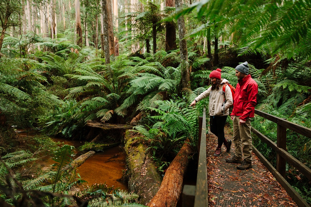 Two people standing on a wooden bridge overlooking a river in the forest   