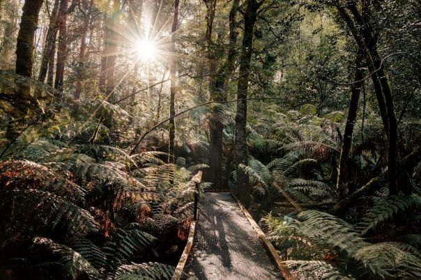A boardwalk through a rainforest.