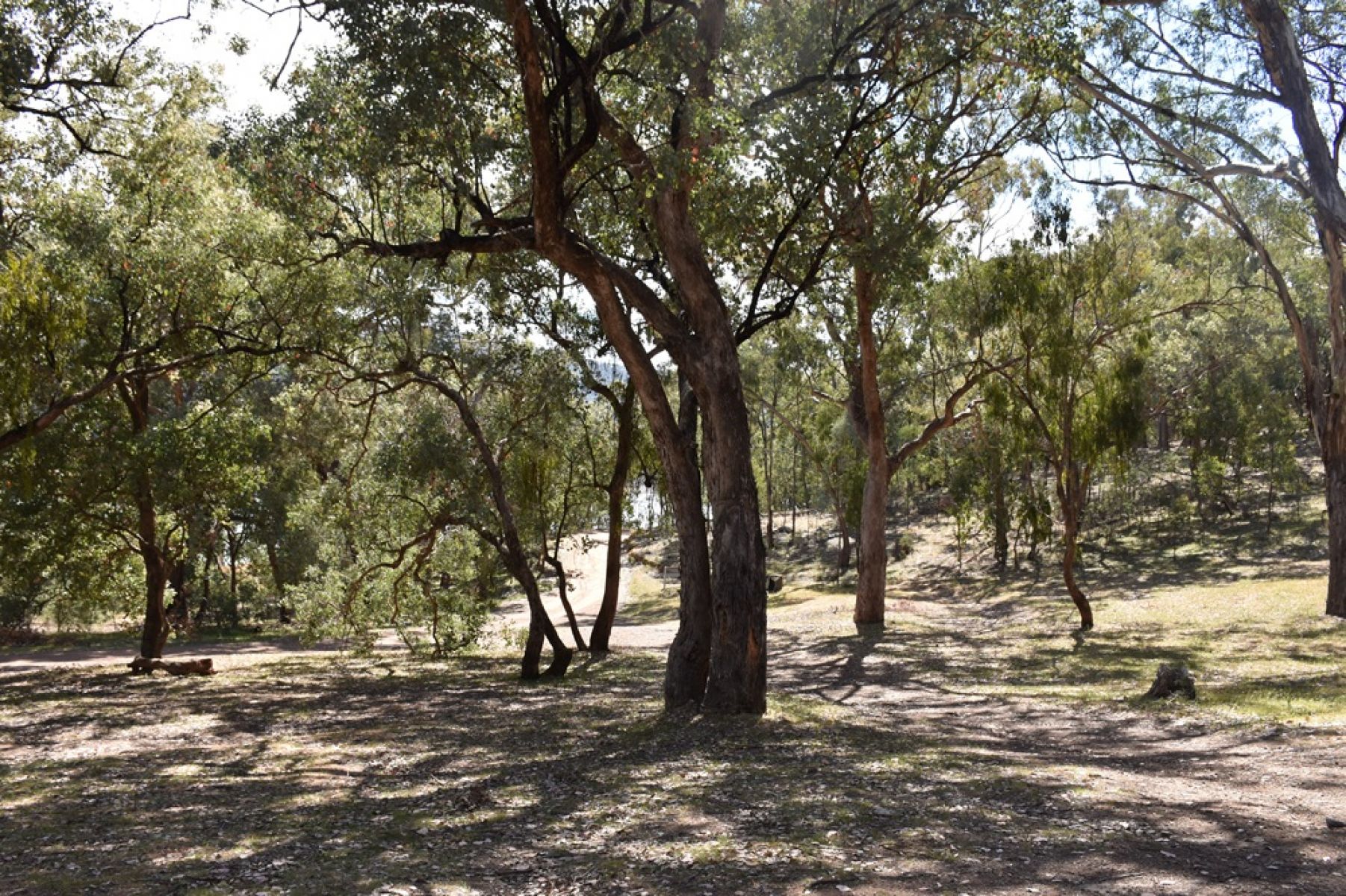 Forest with dappled shade under large trees