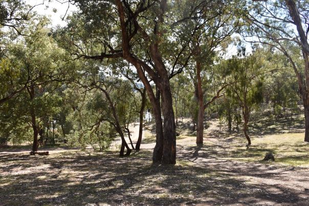 Forest with dappled shade under large trees